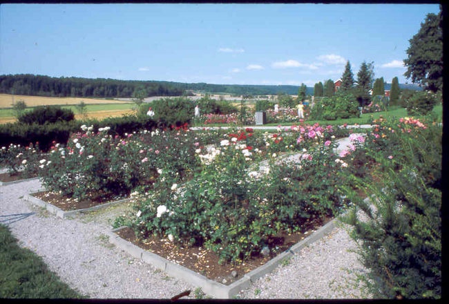 'Tomb Rosegarden'  photo