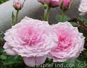 'Pink Cherub' rose photo