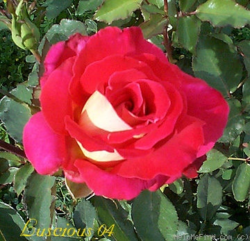 'Luscious (hybrid tea, Perry 2003)' rose photo