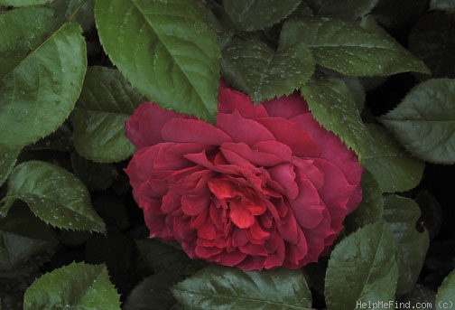 'Hot Cocoa ™ (Floribunda, Carruth, 2002)' rose photo