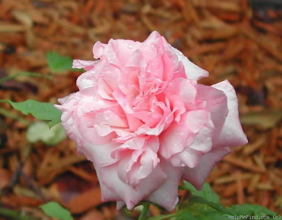 'Mistress Bosanquet' rose photo
