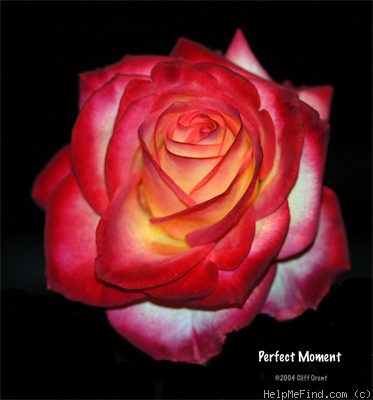 'Perfect Moment ™' rose photo