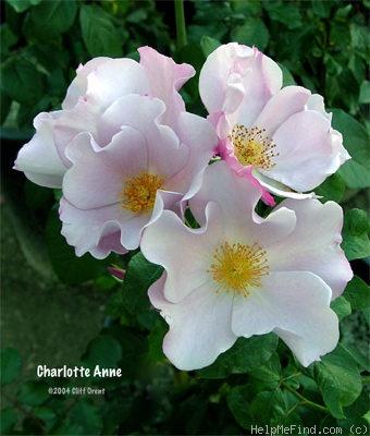 'Charlotte Anne' rose photo