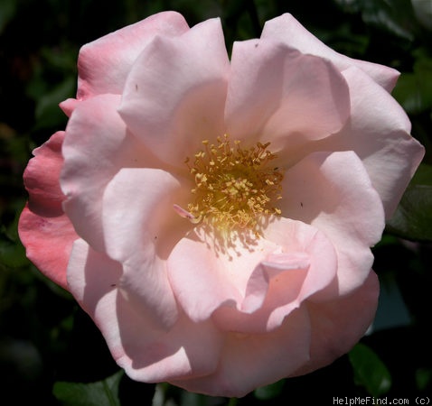 'New Zealand (Hybrid Tea. McGredy, 1988)' rose photo