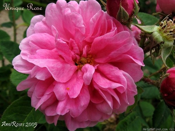 'Unique Rose' rose photo