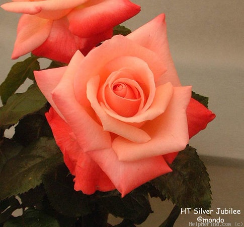 'Silver Jubilee ® (hybrid tea, Cocker before 1974)' rose photo