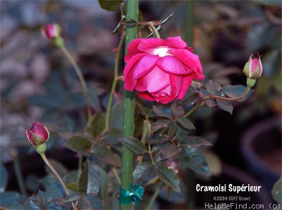 'Cramoisi Supérieur' rose photo