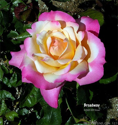 'Broadway ™ (hybrid tea, Perry, 1985)' rose, click to enlarge 'Broadway ™ (hybrid tea, Perry, 1985)' rose photo