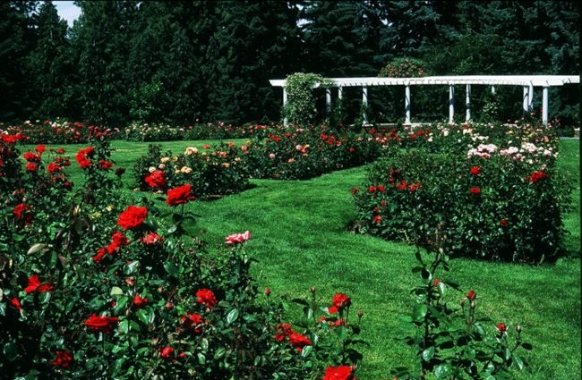 'Manito Park - Rose Hill'  photo