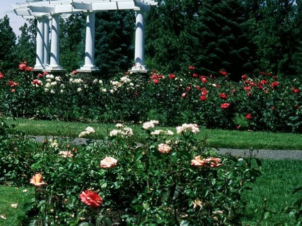 'Manito Park - Rose Hill'  photo
