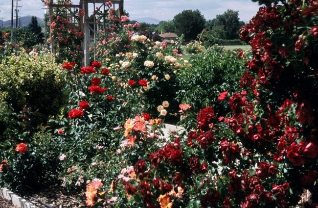 'Master Gardener Demonstration Rose Garden Kennewick WA'  photo