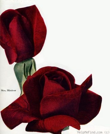 'Mrs. Miniver' rose photo