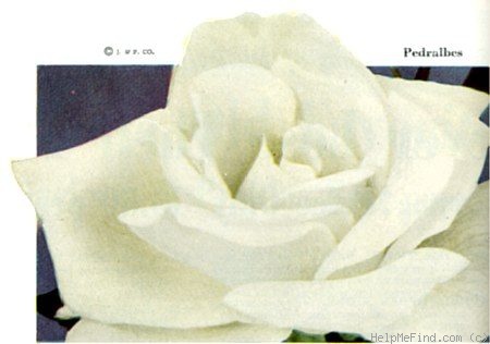 'Pedrálbes' rose photo