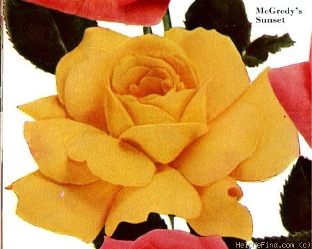 'McGredy's Sunset' rose photo