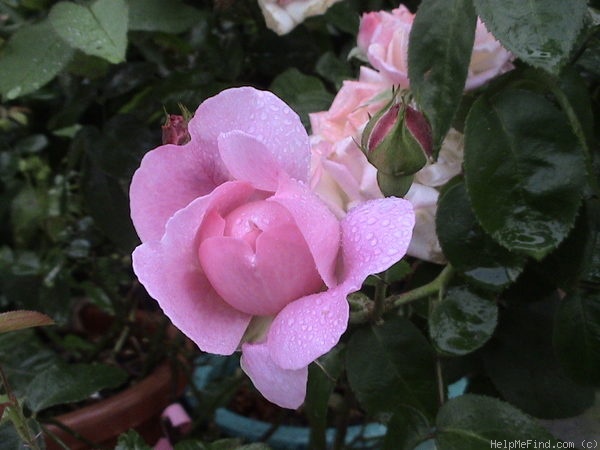 'Mary Rose ®' rose, click to enlarge 'Mary Rose ®' rose photo