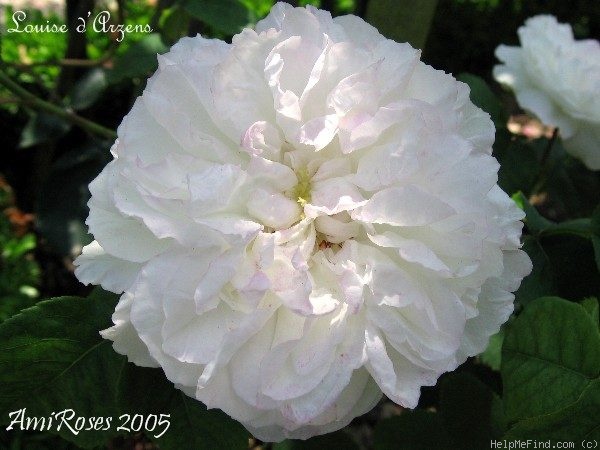 'Louise d'Arzens' rose photo