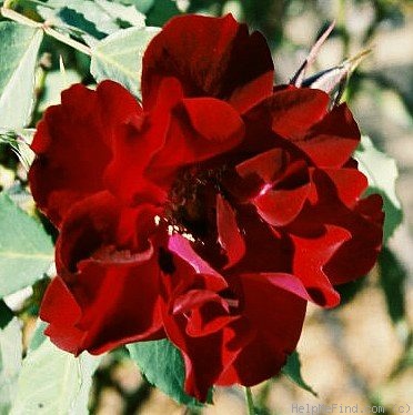 'Ville d'Ettelbruck' rose photo