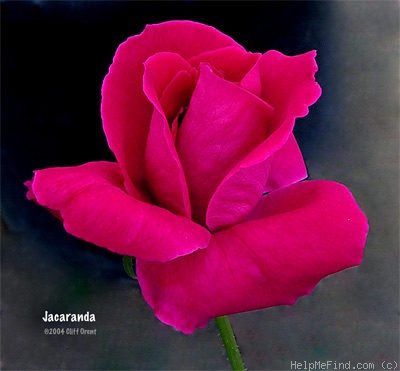 'Jacaranda' rose photo
