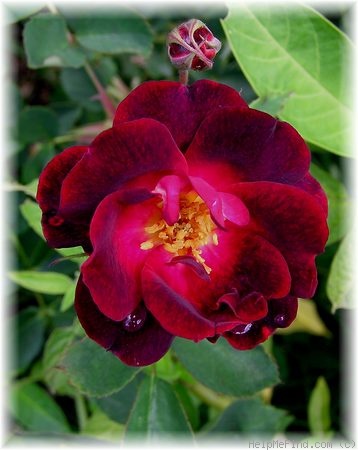 'Kathrinerl' rose photo