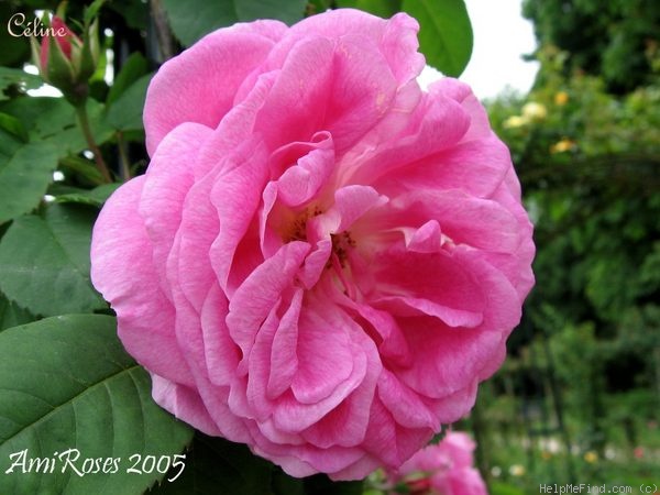 'Céline (bourbon, Hardy, 1824)' rose photo