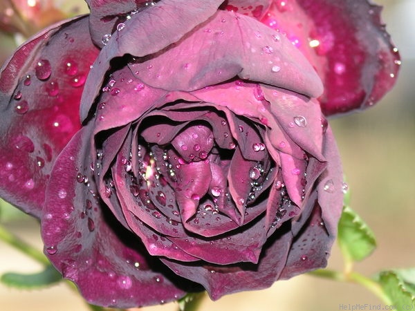 'Ebb Tide ™ (floribunda, Carruth 2001)' rose, click to enlarge 'Ebb Tide ™ (floribunda, Carruth 2001)' rose photo