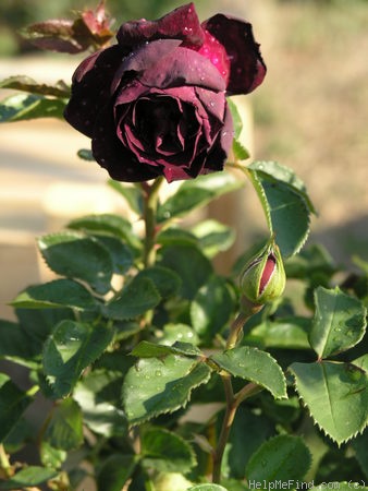 'Ebb Tide ™ (floribunda, Carruth 2001)' rose, click to enlarge 'Ebb Tide ™ (floribunda, Carruth 2001)' rose photo