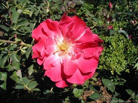 'Beulah Belle' rose photo