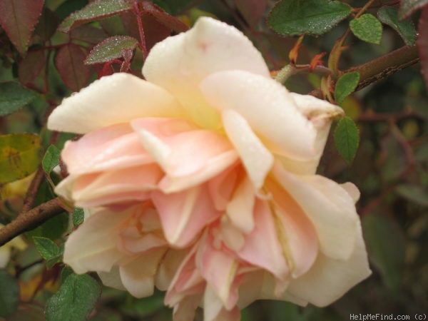 'Rêve d'Or' rose, click to enlarge 'Rêve d'Or' rose photo