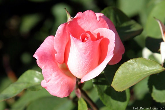 'Domila' rose photo