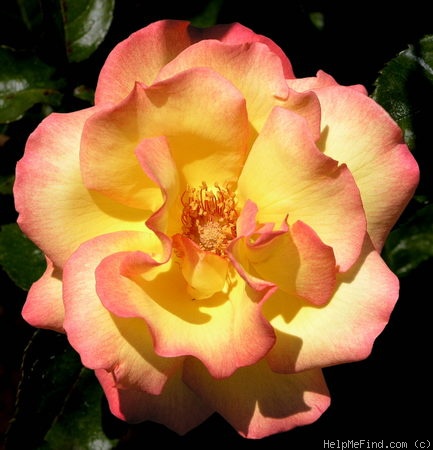 'City of Auckland' rose photo
