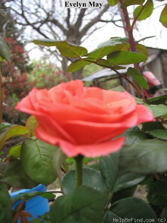'Evelyn May (shrub, Beales, 2000)' rose photo