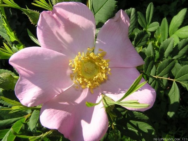 '<i>Rosa virginiana</i> Herrm.' rose photo