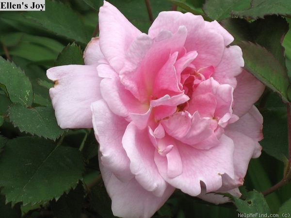 'Ellen's Joy' rose photo
