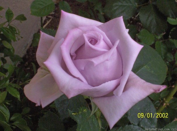 'Blue Moon' rose photo