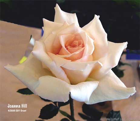 'Joanna Hill' rose photo