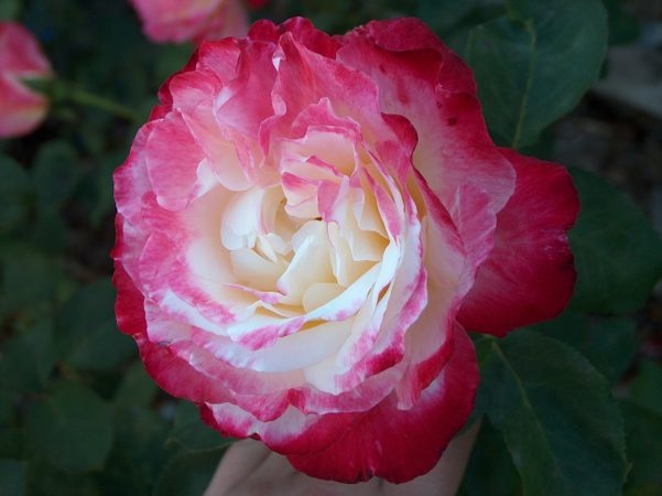 'Jamie's New & Old Rose Garden'  photo