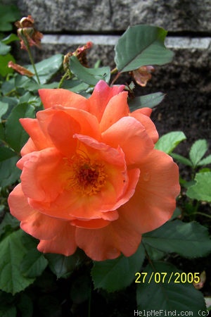 'Westerland (Shrub, Kordes, 1969)' rose photo