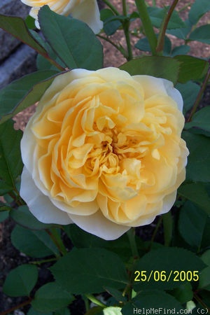 'Graham Thomas' rose, click to enlarge 'Graham Thomas' rose photo