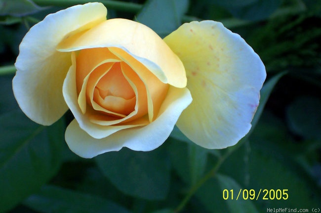 'Graham Thomas' rose photo