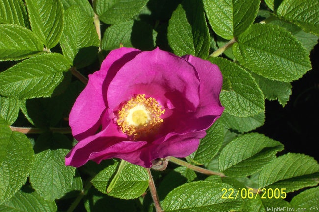 '<i>Rosa rugosa</i> var. <i>rubra</i> Rehder' rose photo