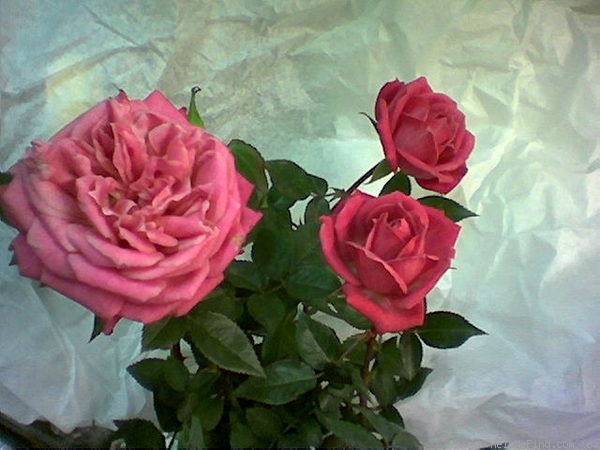'Gala (miniature, Saville, 1998)' rose photo