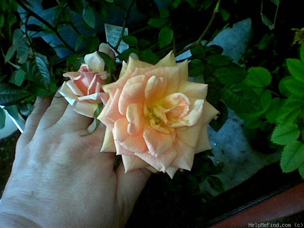 'Double Gold ™' rose photo