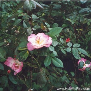 '<i>Rosa rubrifolia</i> Vill. synonym' rose photo