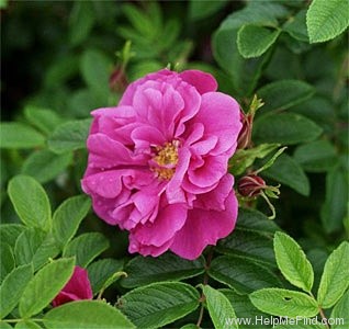 'Roseraie de l'Haÿ' rose photo