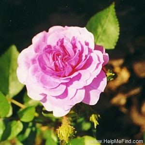 'Rosy Gem' rose photo