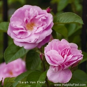'Sarah Van Fleet' rose photo