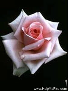 'Savoy Hotel (Hybrid Tea, Harkness, 1987)' rose photo