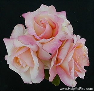'Sengodea' rose photo