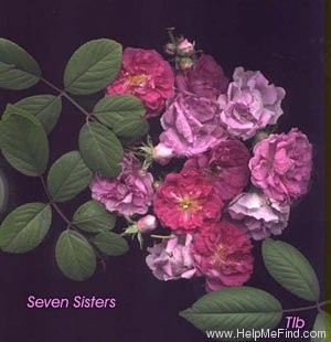 'Seven Sisters (Hybrid Multiflora, 1817)' rose photo