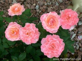 'Sexy Rexy ® (Floribunda, McGredy, 1978)' rose photo